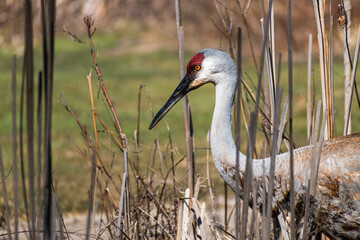 Sandhill Crane (Antigone canadensis) in Grass