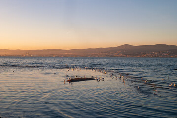 Pearls of peace, seagulls at sunset, Izmit bay, Basiskele, Kocaeli, Turkey