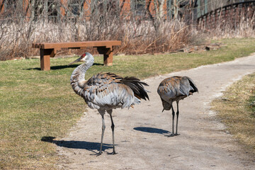 Sandhill (Antigone canadensis) Mating Pair on Pathway