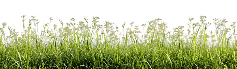Obraz premium Lush green grass and delicate white flowers against a clear, isolated on a white backdrop