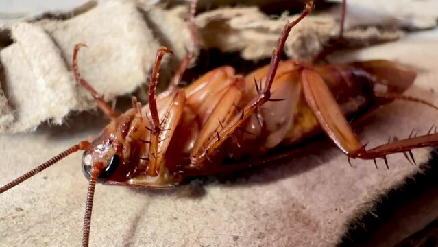 4K Cockroaches live on old corrugated cardboard boxes.