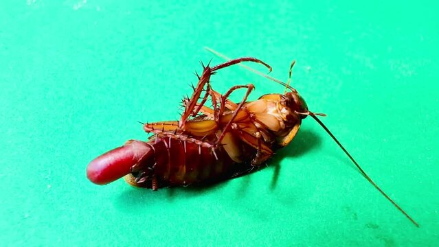 4K Female cockroach lying on her back laying eggs on a green screen CG