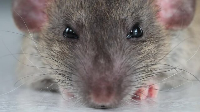The muzzle of a brown decorative rat close-up. Macro photography of a rodent. Portrait of a pest.