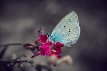 butterfly on flower