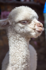 Close up portrait of a baby alpaca, Pampa Cañahuas, Canahuas, Peru.