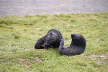 Antarctic Fur Seal (Arctocephalus gazella) pups at Grytviken, South Georgia.