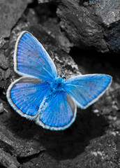 butterfly on a flower