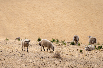 Sheeps grazing on the field