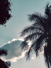 palm tree silhouette in the sunshine