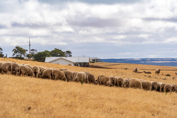 Sheeps grazing on the field