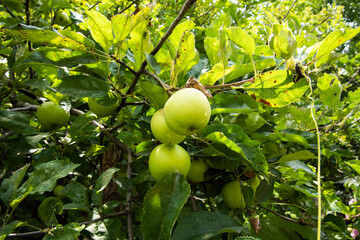 green apples. green apples and water drops on apple tree