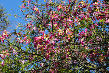 Pink blossom of Foil silk tree photographed in the Botanical Gardens of Malta