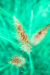 Fountain grass flowers in field at Chiang Mai Province