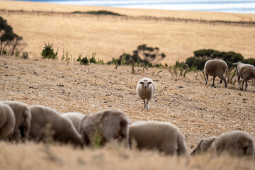 Sheeps grazing on the field