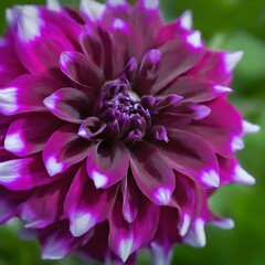Close-Up View of a Vibrant Purple Dahlia Flower Bloom in Full Detail