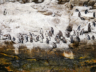 アフリカンペンギン/ケープペンギンの群れ（南アフリカ）