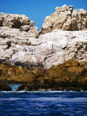 アフリカンペンギン/ケープペンギンの群れ（南アフリカ）