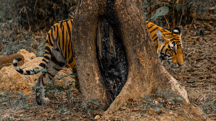 a tiger looks into a hole near the tree trunk at the zoo