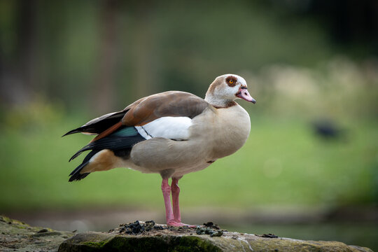 Nilgans auf Stein