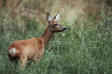 Reh im Gras