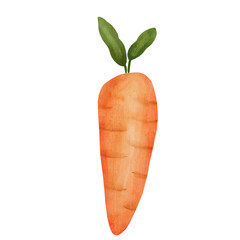 Watercolour carrot vegetables illustration