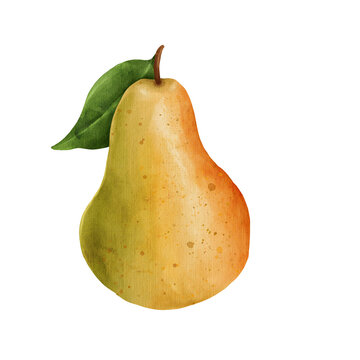 Watercolor pear fruit illustration