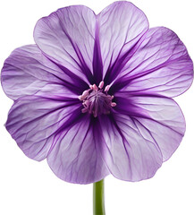 Violet flower. Close-up glowing translucent violet color flower. 