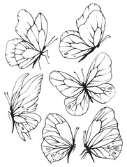 Butterfly, line, black, graphic, element, sketch, insect, flying