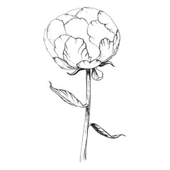 White peony. Botanical flower on white background. Poster, decoration, oil painting, hand drawn, print, decor. Floral petals, leaf, white peony for gentle wedding design, greeting 