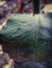 ant falls on a leaf