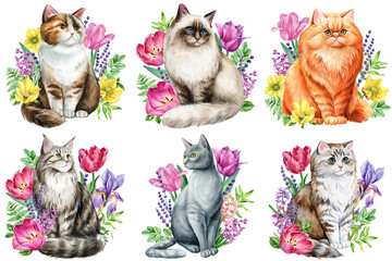 Funny cat with spring flower hyacinth, tulip, iris isolated background. Animal illustration watercolor painting, design