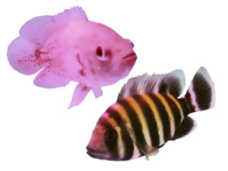 Cichclid fish tank pet, albino oscar and zebra tilapia or ninety nine. Cut out isolated