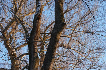 Close up, selective focus of tree branches during winter time on a sunny day covered with white snow