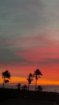 Amazing silhouettes of palm trees with red sky. Vertical video summer background.