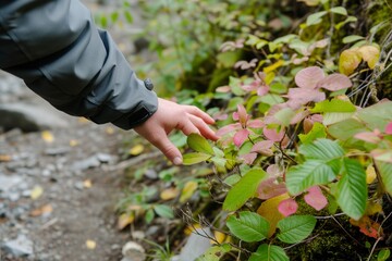 hiker touching leaves of a plant by the trail