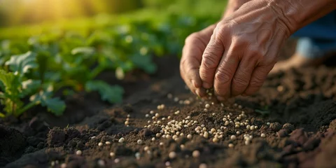 Fotobehang Expert farmer hand sowing seeds of vegetable on prepared soil. Gardening and Agriculture concept. © Stelena