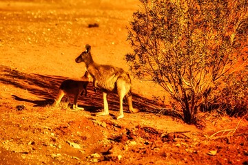Broken Hill, Australia- October 16 2009 : a mother kangaroo and baby standing in the shadow of a...