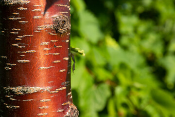 Striped bark of red cherry tree trunk on blurred summer background of green nature. Bark of prunus...