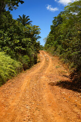 Fototapeta na wymiar Sand road, Atlantic, Rainforest, Mata Atlantica, Bahia, Brazil, South America.