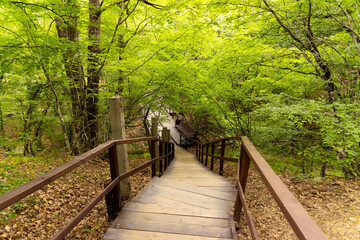 Wooden flooring on an ecological trail in a summer mountain forest.