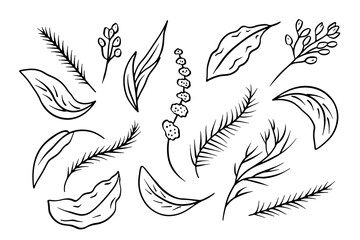 Set of black and white line art leaves. Monochrome floral collection.