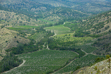 Fototapeta na wymiar European mountain valley with rows of green vines in the vineyard. View from above.