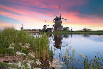 Landscape with tulips, traditional dutch windmills and houses near the canal in Zaanse Schans,...