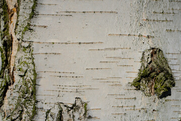 Background - a birch bark, close-up of birch bark exposing its natural patterns and colors,...
