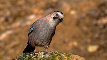 eurasian jay perching on a rock 