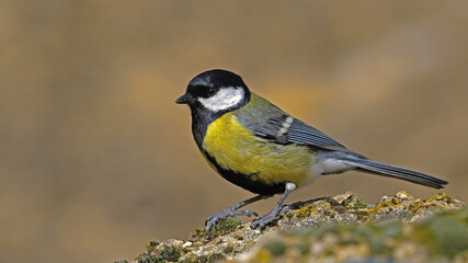 Fototapeta premium great tit perching on a rock 