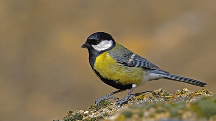 great tit perching on a rock   