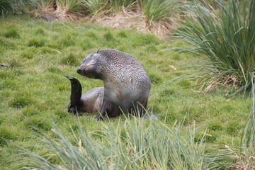 Antarctic Fur Seal (Arctocephalus gazella), Grytviken, South Georgia.