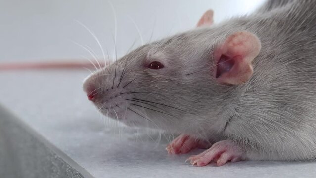 The muzzle decorative rat close-up. Macro photography of a rodent. Portrait of a pest.