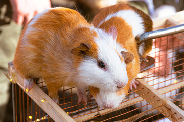 Two guinea pigs with red fur, cute pets